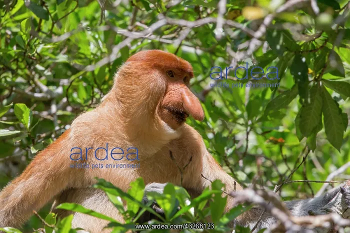 : Asie, Indonesie, Borneo, Kalimantan, Parc national : Asie, Indonesie, Borneo, Kalimantan, Parc national