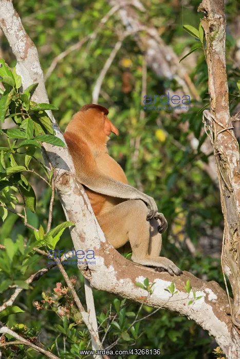 : Asie, Indonesie, Borneo, Kalimantan, Parc national : Asie, Indonesie, Borneo, Kalimantan, Parc national