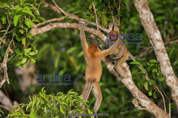 : Asie, Indonesie, Borneo, Kalimantan, Parc national : Asie, Indonesie, Borneo, Kalimantan, Parc national