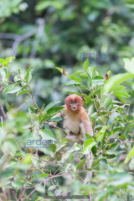 : Asie, Indonesie, Borneo, Kalimantan, Parc national : Asie, Indonesie, Borneo, Kalimantan, Parc national