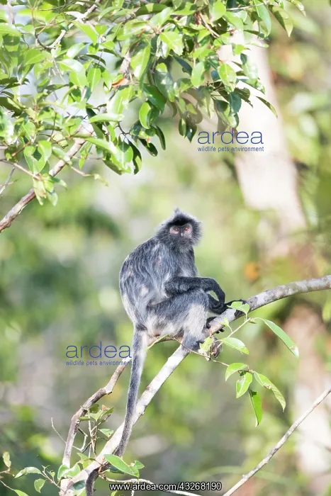 : Asie, Indonesie, Borneo, Kalimantan, Parc national : Asie, Indonesie, Borneo, Kalimantan, Parc national