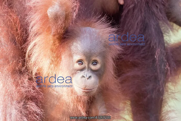 : Asie, Indonesie, Borneo, Kalimantan, Parc national : Asie, Indonesie, Borneo, Kalimantan, Parc national