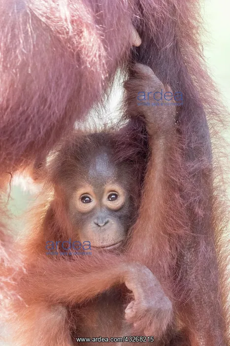 : Asie, Indonesie, Borneo, Kalimantan, Parc national : Asie, Indonesie, Borneo, Kalimantan, Parc national