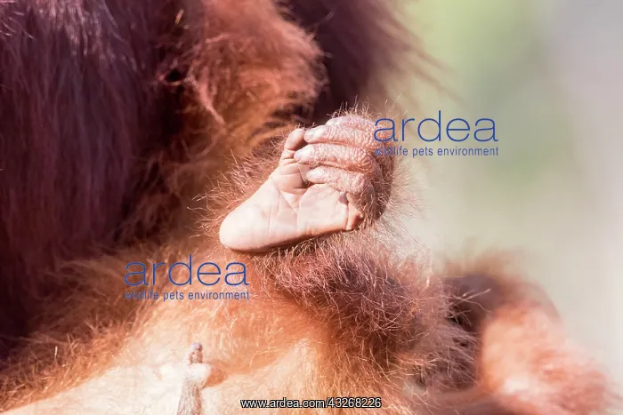 : Asie, Indonesie, Borneo, Kalimantan, Parc national : Asie, Indonesie, Borneo, Kalimantan, Parc national