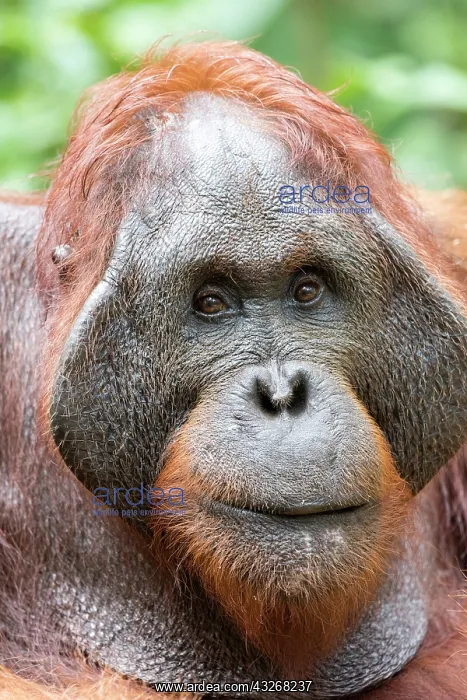 : Asie, Indonesie, Borneo, Kalimantan, Parc national : Asie, Indonesie, Borneo, Kalimantan, Parc national