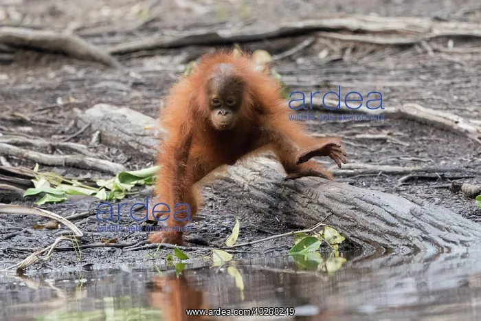 : Asie, Indonesie, Borneo, Kalimantan, Parc national : Asie, Indonesie, Borneo, Kalimantan, Parc national