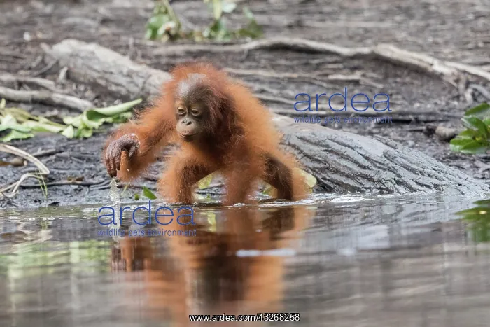 : Asie, Indonesie, Borneo, Kalimantan, Parc national : Asie, Indonesie, Borneo, Kalimantan, Parc national