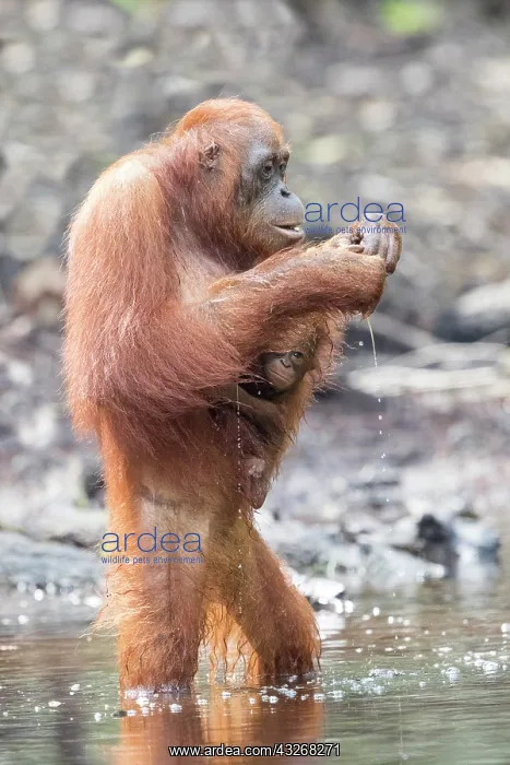 : Asie, Indonesie, Borneo, Kalimantan, Parc national : Asie, Indonesie, Borneo, Kalimantan, Parc national