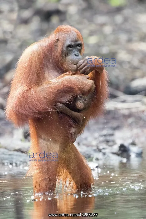 : Asie, Indonesie, Borneo, Kalimantan, Parc national : Asie, Indonesie, Borneo, Kalimantan, Parc national