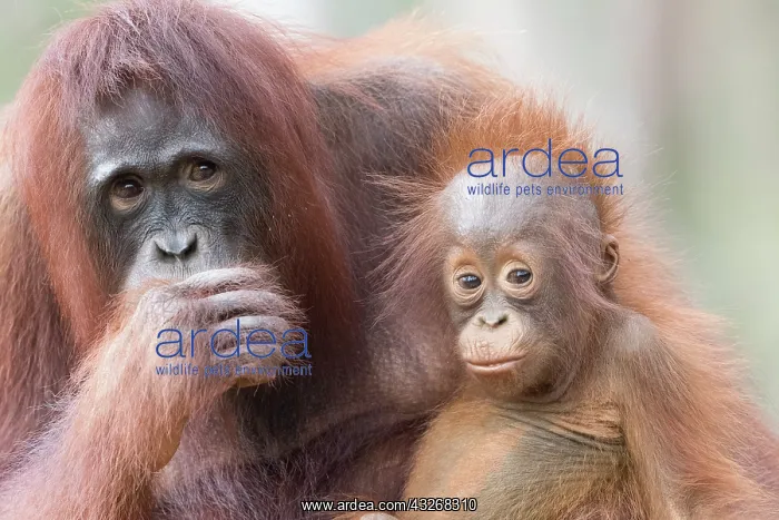 : Asie, Indonesie, Borneo, Kalimantan, Parc national : Asie, Indonesie, Borneo, Kalimantan, Parc national