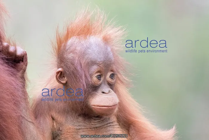 : Asie, Indonesie, Borneo, Kalimantan, Parc national : Asie, Indonesie, Borneo, Kalimantan, Parc national