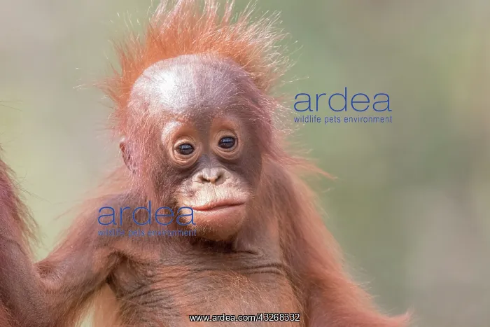 : Asie, Indonesie, Borneo, Kalimantan, Parc national : Asie, Indonesie, Borneo, Kalimantan, Parc national