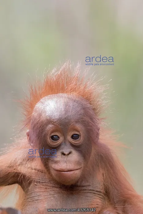 : Asie, Indonesie, Borneo, Kalimantan, Parc national : Asie, Indonesie, Borneo, Kalimantan, Parc national