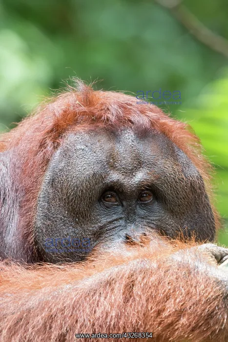 : Asie, Indonesie, Borneo, Kalimantan, Parc national : Asie, Indonesie, Borneo, Kalimantan, Parc national