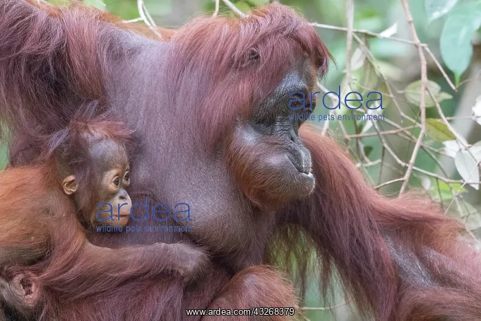 : Asie, Indonesie, Borneo, Kalimantan, Parc national : Asie, Indonesie, Borneo, Kalimantan, Parc national