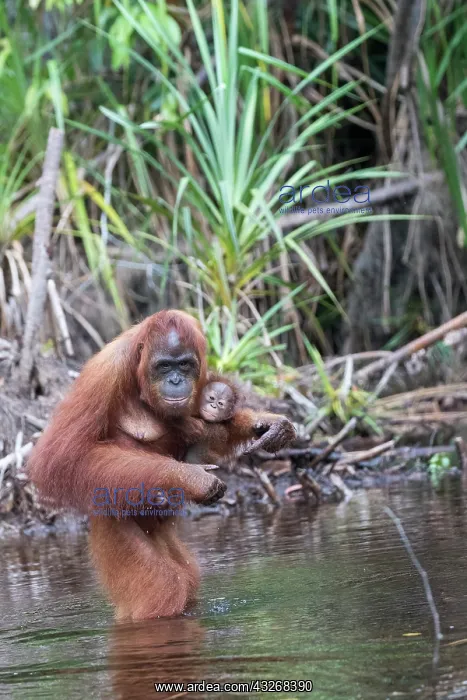 : Asie, Indonesie, Borneo, Kalimantan, Parc national : Asie, Indonesie, Borneo, Kalimantan, Parc national