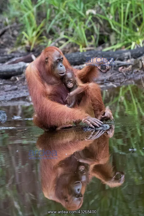  : Asie, Indonesie, Borneo, Kalimantan, Parc national