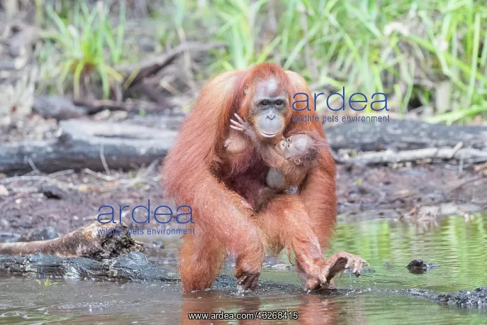 : Asie, Indonesie, Borneo, Kalimantan, Parc national : Asie, Indonesie, Borneo, Kalimantan, Parc national