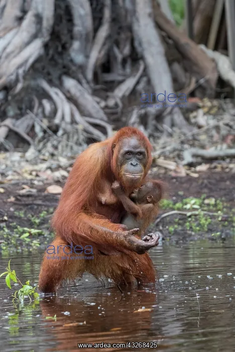 : Asie, Indonesie, Borneo, Kalimantan, Parc national : Asie, Indonesie, Borneo, Kalimantan, Parc national