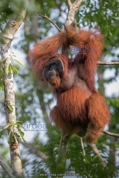 : Asie, Indonesie, Borneo, Kalimantan, Parc national : Asie, Indonesie, Borneo, Kalimantan, Parc national