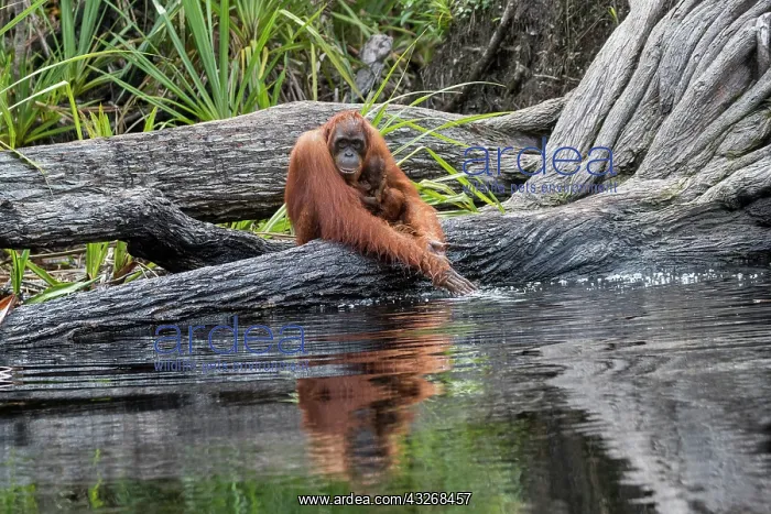 : Asie, Indonesie, Borneo, Kalimantan, Parc national : Asie, Indonesie, Borneo, Kalimantan, Parc national