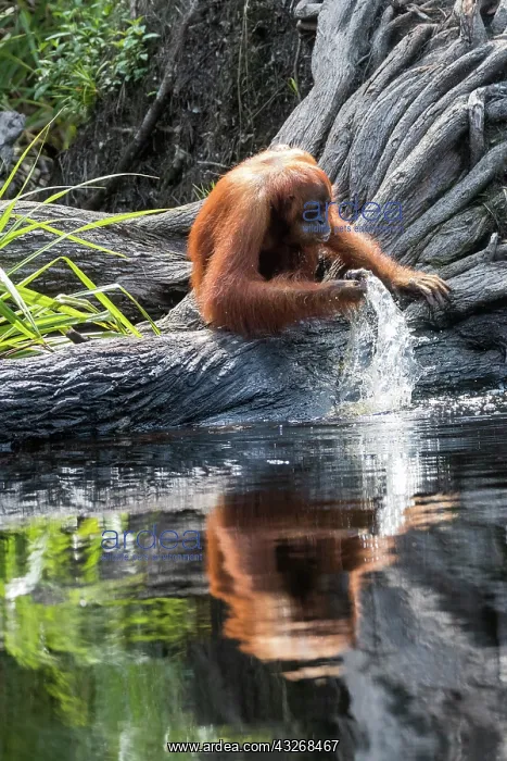 : Asie, Indonesie, Borneo, Kalimantan, Parc national : Asie, Indonesie, Borneo, Kalimantan, Parc national