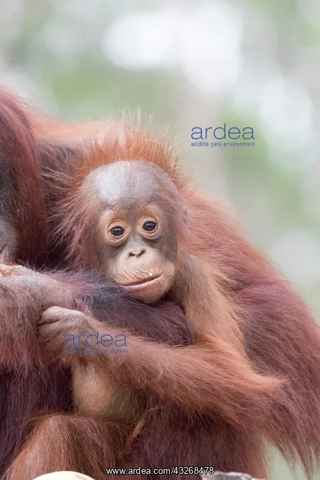 : Asie, Indonesie, Borneo, Kalimantan, Parc national : Asie, Indonesie, Borneo, Kalimantan, Parc national