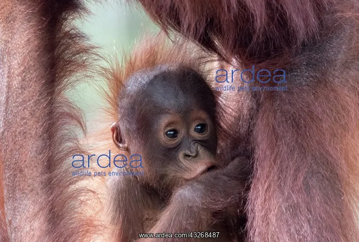 : Asie, Indonesie, Borneo, Kalimantan, Parc national : Asie, Indonesie, Borneo, Kalimantan, Parc national