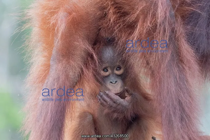: Asie, Indonesie, Borneo, Kalimantan, Parc national : Asie, Indonesie, Borneo, Kalimantan, Parc national