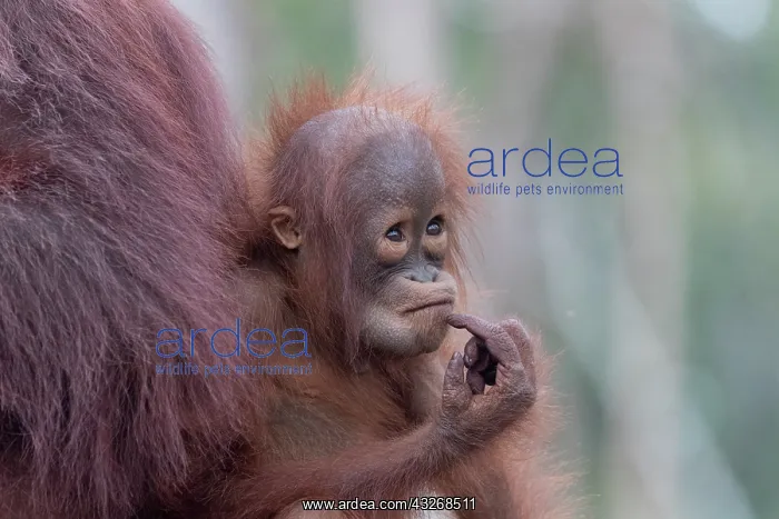 : Asie, Indonesie, Borneo, Kalimantan, Parc national : Asie, Indonesie, Borneo, Kalimantan, Parc national