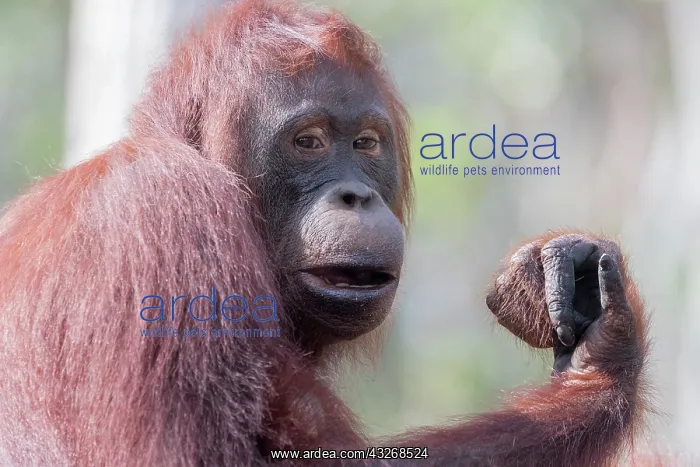 : Asie, Indonesie, Borneo, Kalimantan, Parc national : Asie, Indonesie, Borneo, Kalimantan, Parc national