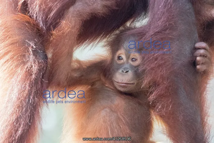 : Asie, Indonesie, Borneo, Kalimantan, Parc national : Asie, Indonesie, Borneo, Kalimantan, Parc national
