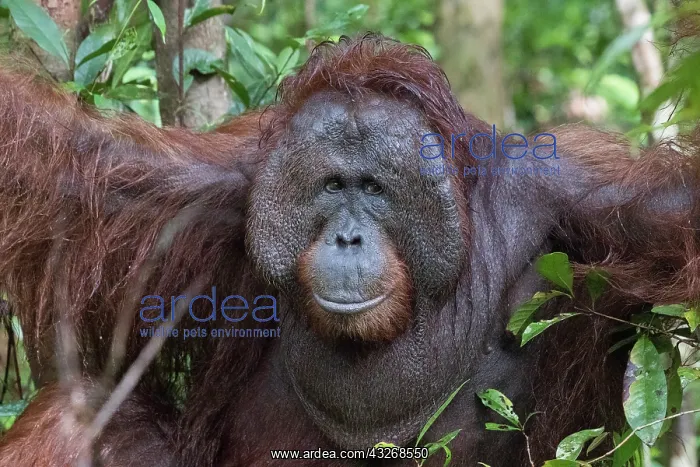 : Asie, Indonesie, Borneo, Kalimantan, Parc national : Asie, Indonesie, Borneo, Kalimantan, Parc national