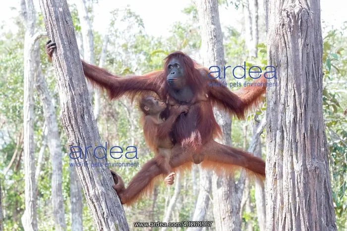 : Asie, Indonesie, Borneo, Kalimantan, Parc national : Asie, Indonesie, Borneo, Kalimantan, Parc national