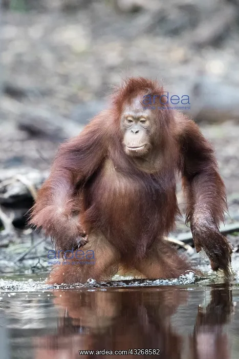 : Asie, Indonesie, Borneo, Kalimantan, Parc national : Asie, Indonesie, Borneo, Kalimantan, Parc national