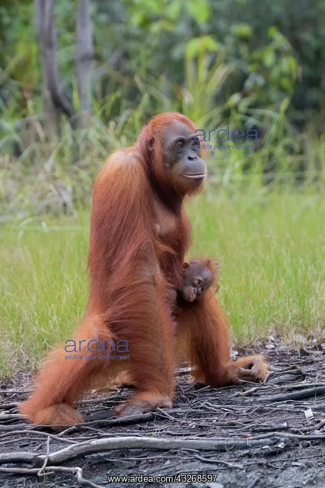 : Asie, Indonesie, Borneo, Kalimantan, Parc national : Asie, Indonesie, Borneo, Kalimantan, Parc national