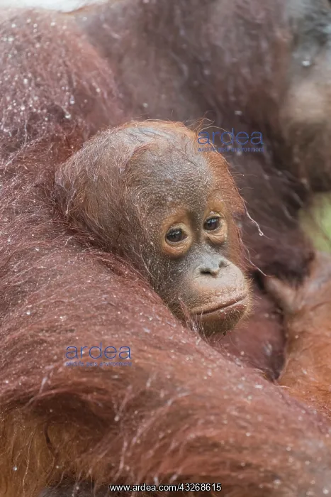 : Asie, Indonesie, Borneo, Kalimantan, Parc national : Asie, Indonesie, Borneo, Kalimantan, Parc national