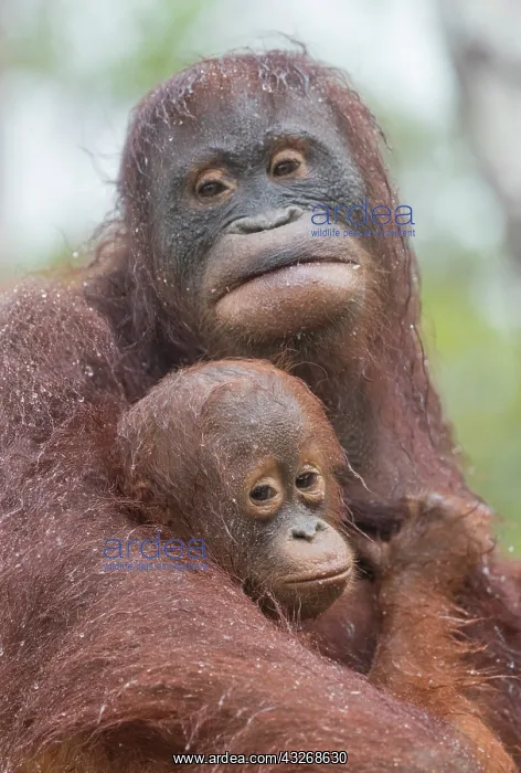 : Asie, Indonesie, Borneo, Kalimantan, Parc national : Asie, Indonesie, Borneo, Kalimantan, Parc national