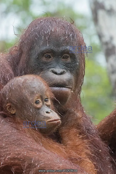 : Asie, Indonesie, Borneo, Kalimantan, Parc national : Asie, Indonesie, Borneo, Kalimantan, Parc national