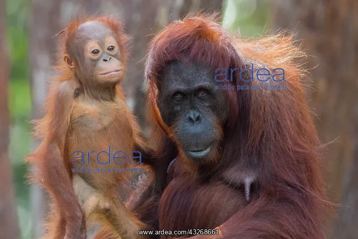 : Asie, Indonesie, Borneo, Kalimantan, Parc national : Asie, Indonesie, Borneo, Kalimantan, Parc national