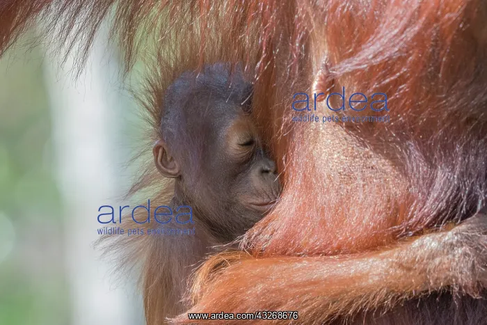  : Asie, Indonesie, Borneo, Kalimantan, Parc national
