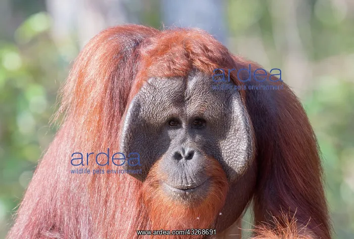  : Asie, Indonesie, Borneo, Kalimantan, Parc national