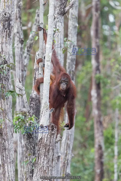 : Asie, Indonesie, Borneo, Kalimantan, Parc national : Asie, Indonesie, Borneo, Kalimantan, Parc national