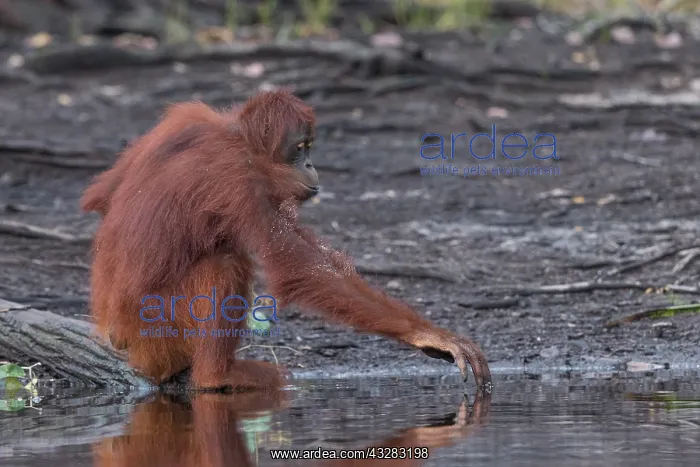 : Asie, Indonesie, Borneo, Kalimantan, Parc national : Asie, Indonesie, Borneo, Kalimantan, Parc national