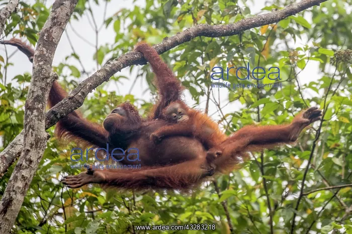 : Asie, Indonesie, Borneo, Kalimantan, Parc national : Asie, Indonesie, Borneo, Kalimantan, Parc national