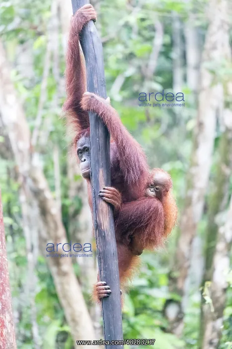 : Asie, Indonesie, Borneo, Kalimantan, Parc national : Asie, Indonesie, Borneo, Kalimantan, Parc national