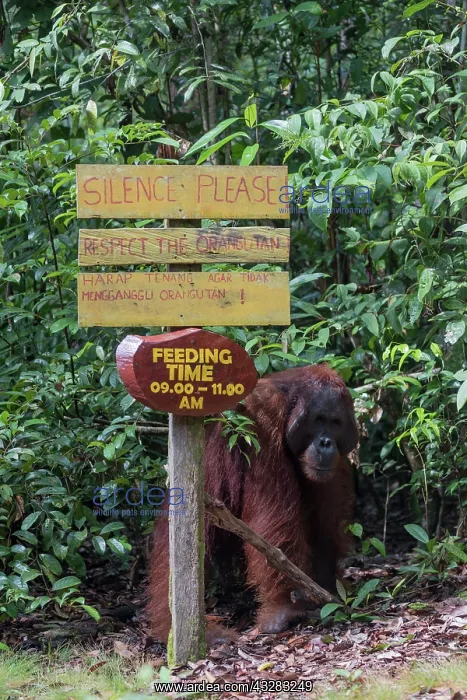 : Asie, Indonesie, Borneo, Kalimantan, Parc national : Asie, Indonesie, Borneo, Kalimantan, Parc national