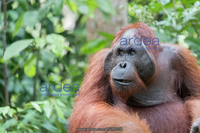 : Asie, Indonesie, Borneo, Kalimantan, Parc national : Asie, Indonesie, Borneo, Kalimantan, Parc national
