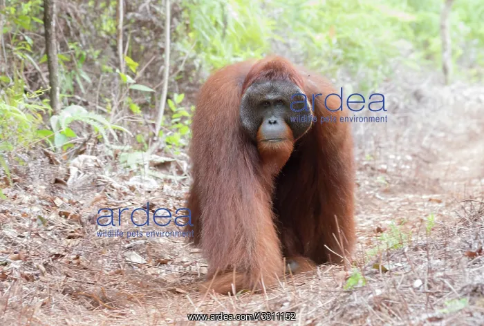 : Asie, Indonesie, Borneo, Kalimantan, Parc national : Asie, Indonesie, Borneo, Kalimantan, Parc national
