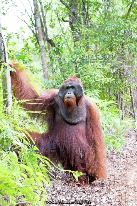 : Asie, Indonesie, Borneo, Kalimantan, Parc national : Asie, Indonesie, Borneo, Kalimantan, Parc national